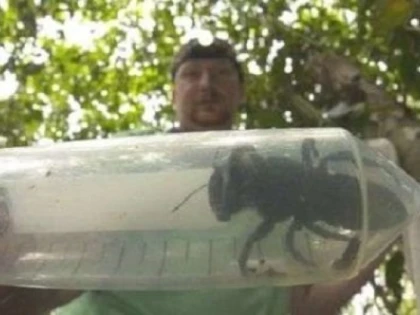 Specie de albină care nu a mai fost văzută din 1981, redescoperită în Indonezia