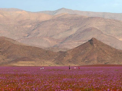SPECTACOLUL NATURII IN DESERTUL ATACAMA