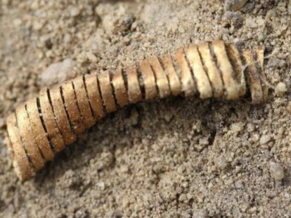 SPIRALE STRANII DIN AUR DATAND DIN EPOCA DE BRONZ AU FOST DESCOPERITE LA UN SIT ARHEOLOGIC DIN DANEMARCA