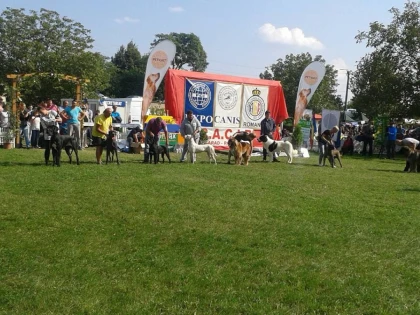 SUTE DE CÂINI DIN TOATĂ EUROPA AU PARTICIPAT LA CONCURSUL DE LA ARAD