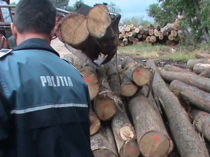 Tăiere ilegală de lemne la Târnova