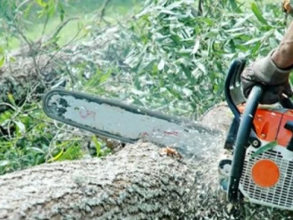 Tăieri ilegale de arbori la Prunișor. Autorii s-au ales cu dosare penale