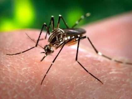 ȚÂNȚARUL CARE TRANSMITE VIRUSUL ZIKA, DEPISTAT ÎN MAREA NEAGRĂ