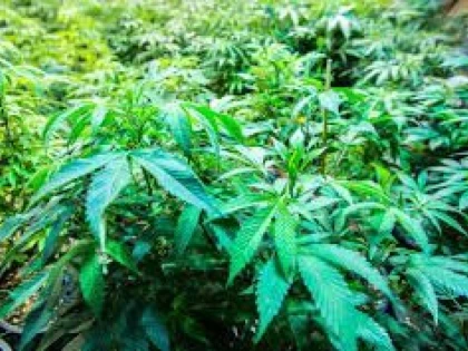ȚARA ÎN CARE LOCUITORII CULTIVĂ MARIJUANA ACASĂ