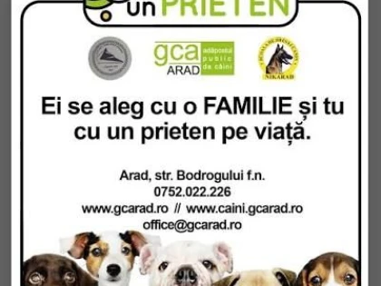 Târg de adopții canine în Parcul Eminescu din Arad. Zeci de căței își caută o familie