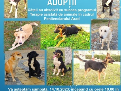 Târg de adopții de câini, la Arad