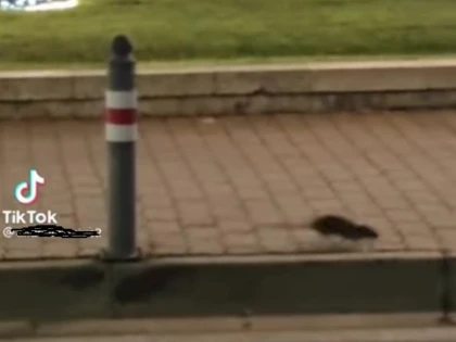 Târgul de Crăciun din fața Primăriei a atras atenția șobolanilor