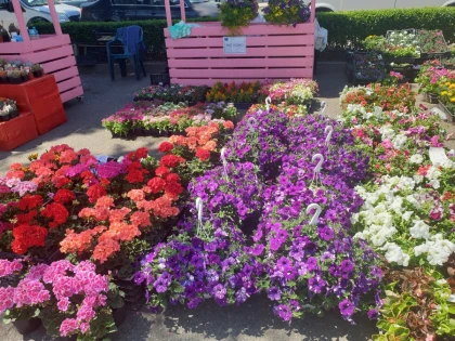 Târgul Florilor, la Consiliul Județean Arad, de Florii