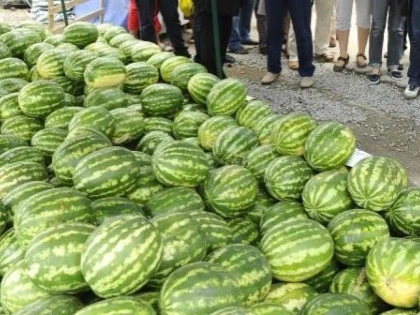 Termen de preluare a cererilor prelungit, pentru comercianții de pepeni