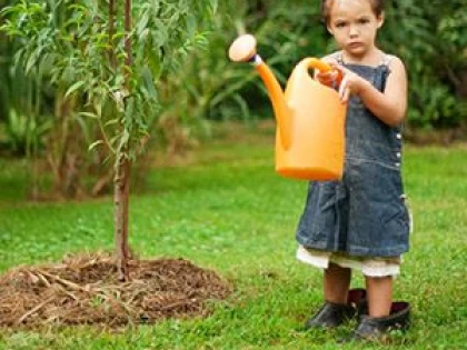 TOAMNA, IDEALĂ PENTRU PLANTAREA POMILOR FRUCTIFERI