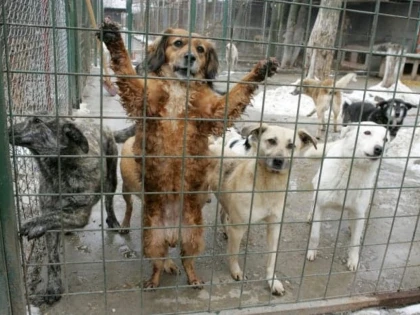Tot mai mulţi căţei sunt adoptaţi de arădeni