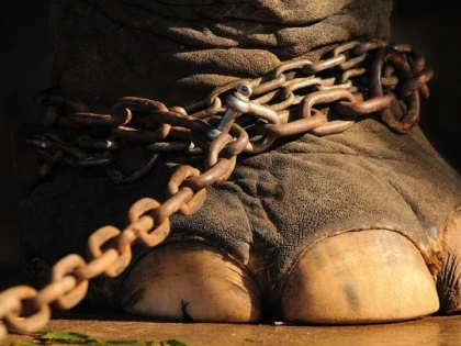 Tot mai mulți români vor interzicerea folosirii animalelor sălbatice la circuri