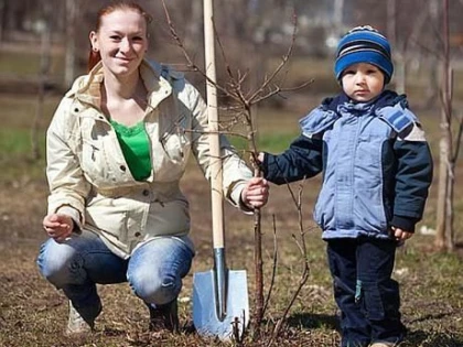 TOTUL DESPRE PLANTAREA POMILOR FRUCTIFERI