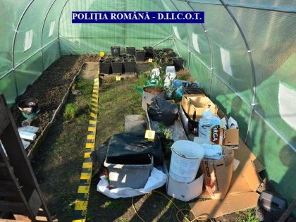 Traficant de droguri, „săltat“ de DIICOT Arad. Polițiștii au găsit la percheziții cocaină, cannabis și amfetamină