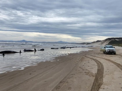 Tragedie ecologică în Australia. Peste 150 de balene au eșuat pe o plajă și nu mai pot fi salvate