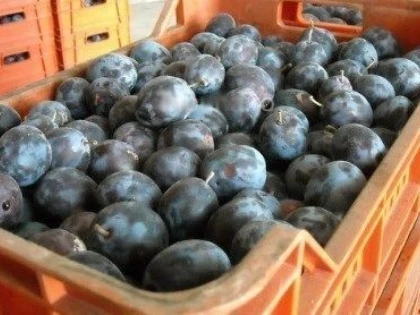 TRANSPORT CU ZECE TONE DE PRUNE CONFISCAT DE POLITISTI