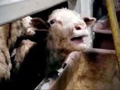 Transporta ovine, fără autorizație