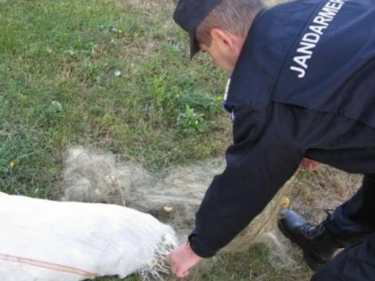 Trei arădeni au fost prinși cu setca pe Mureș, în apropiere de Milova