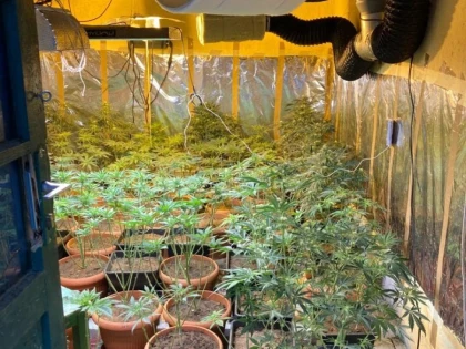 Trei arădeni, mari cultivatori de... cannabis