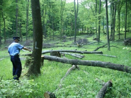 TREI BARBATI AU FOST PRINSI IN TIMP CE TAIAU ILEGAL ARBORI