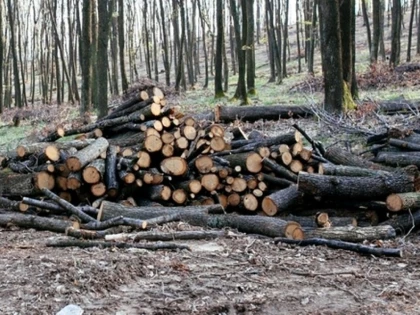 Trei bărbați au fost prinși în timp ce tăiau lemne în mod ilegal