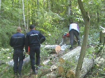Trei bărbați, depistați în timp ce tăiau ilegal și furau arbori