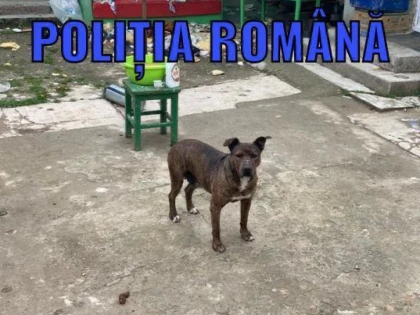 Trei câini înfometați, găsiți într-o localitate din comuna Craiva, au fost plasați în adăpost de polițiștii Biroului Poliția Animalelor