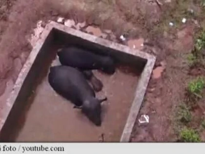 TREI ELEFANȚI SĂLBATICI, SALVAȚI (NU ÎMPUȘCAȚI!) DUPĂ O ACȚIUNE DE AMPLOARE DIN CHINA