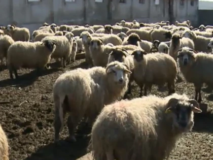 Trei hoți, cu complicitatea ciobanului, au furat 12 miei dintr-o stână