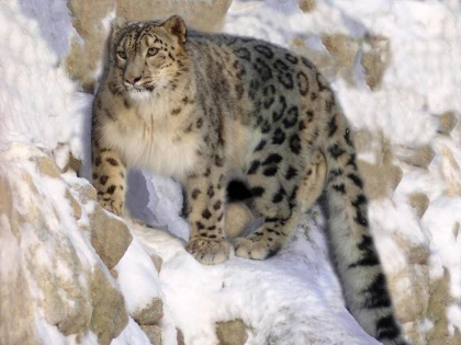 Trei leoparzi ai zăpezilor au murit în urma infectării cu noul coronavirus
