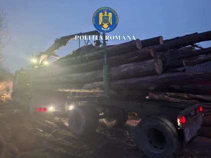 Trei persoane, trimise în judecată într-un dosar privind lemn comercializat ilegal. Peste 107 metri cubi de material lemnos, trecuți în acte cu date fictive