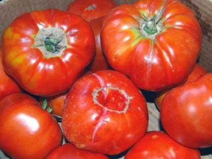 Tu știi să deosebești roșiile naturale de cele pline cu chimicale?