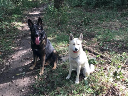 ULAL vrea taxe pe câinii din Arad. Proprietarii de animale se revoltă