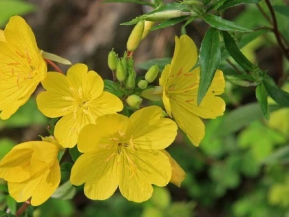 Uleiul de luminița de seară, o importantă sursă naturală de vitamina F