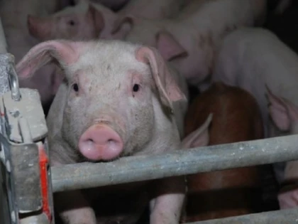 Un bărbat a fost prins la Chișineu-Criș transportând porci fără acte