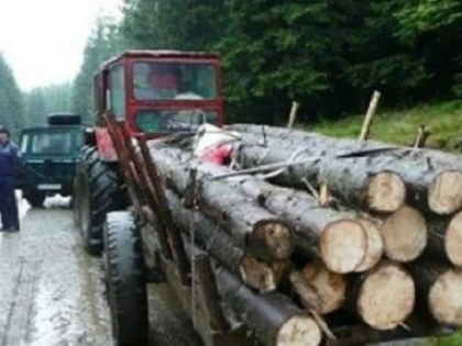 Un bărbat de 50 de ani din Apateu, prins la furat de lemne