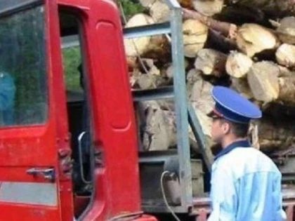 Un bărbat de 73 de ani din Păuliș, prins cu lemne pentru care nu avea aviz