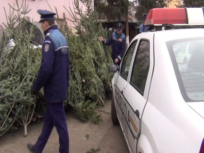 Un bărbat din Alba, prins la Curtici în timp ce comercializa ilegal brazi