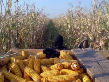 Un bărbat din Șeitin a furat 100 de kilograme de porumb de pe câmp