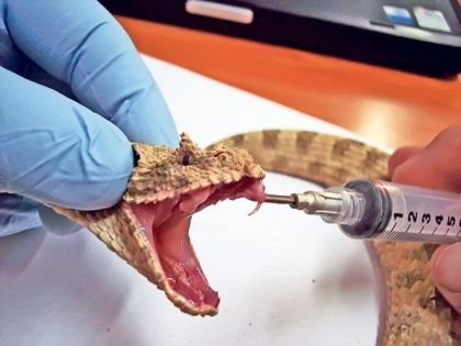 UN BARBAT ESTE IN STARE GRAVA, DUPA CE A FOST MUSCAT DE O VIPERA
