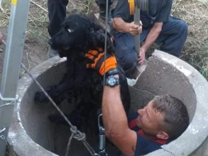 Un câine care alerga după păsări a căzut într-o fântână, la Sântana