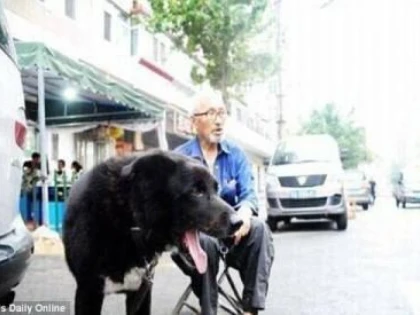 UN CHINEZ ȘI-A LĂSAT ÎNTREAGA AVERE UNUI ADĂPOST CARE SĂ ÎI ÎNGRIJEASCĂ PRIETENUL DUPĂ MOARTE