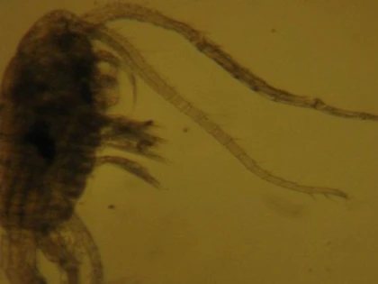 Un crustaceu de doi milimetri, ”cea mai mare mică descoperire” din fauna României