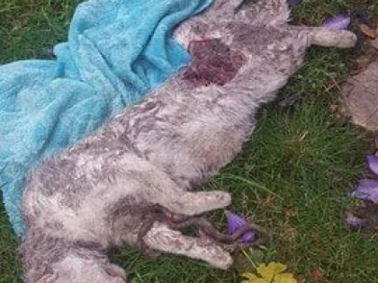 Un cunoscut psiholog arădean şi-a găsit pisicile sfâşiate!