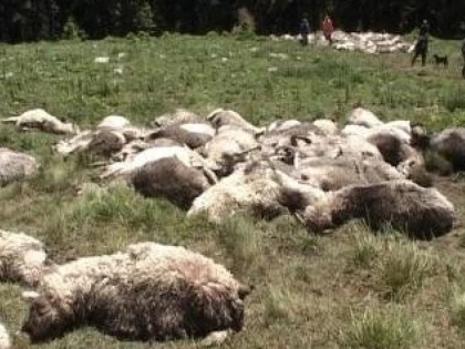 UN ITALIAN ESTE CERCETAT PENTRU CA A OMORAT OILE UNUI CIOBAN