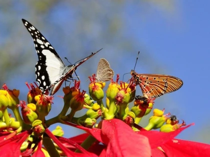 Un pericol iminent. Speciile de insecte dispar în mod alarmant în toată lumea