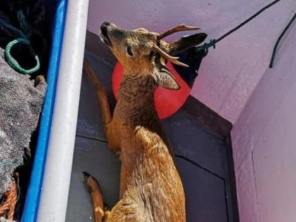 Un pescar a salvat un căprior care înota la 2 kilometri în larg
