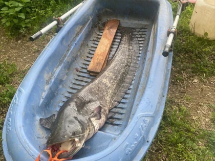 Un pescar din Arad, prins cu un somn de 40 de kilograme în barcă, amendat cu 10.000 de lei