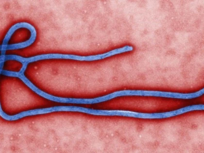 UN POSIBIL LEAC PENTRU EBOLA, DESCOPERIT INTR-O PLANTA ASIATICA