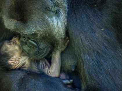 Un pui de gorilă dintr-o specie pe cale de dispariție s-a născut la grădina zoologică din Bristol
